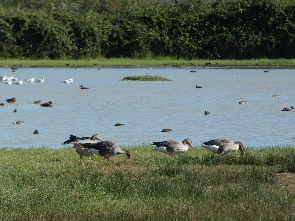 isola della Cona